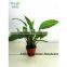 SAS201604 Cheap Artificial Green Plant Bonsai,Indoor Decor Green Plants