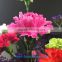 High quality service exalted cut fresh Pink Carnation flowers flower growers directly supply from China