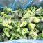 Frozen Broccoli IQF Broccoli Frozen Green Broccoli 3-5 CM