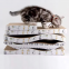 2024 New Arrivals Cat Scratcher Laptop with Fluffy 'Mouse' Interactive Toys Pet Scratching Board