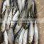 2015 Frozen Sardine wr for Fishing Bait 90-120pcs/ctn