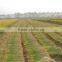 Rice reaper harvest machine / paddy / rice reaper made in China