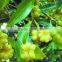 VIETNAM STAR ANISE SEEDS/ STAR ANISE EUROPA STANDARD GOOD PRICE