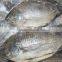 frozen fish for tanks good price wholesale tilapia