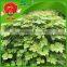 Frozen vegetables supplier cheap price for best Chinese fresh kudzu