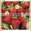 New crop High quality chinese Fresh Strawberry