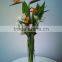 Fresh cut flower Bird- of -paradise Strelitzia reginae Aiton