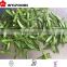 IQF price for frozen Pea pods 2015 new crop china