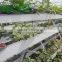 fruit plant slot to development of farmers' economic
