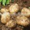 Seaweed liquid root fertilizer