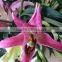 Factory Supply Fragrant flower fresh lily flower fresh cut lilies