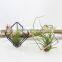 Tillandsia gold flower small metal container iron cubic geometry four airplant receptacle