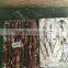 frozen illex argentinus squid for sale