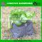 Hot selling cheap growing plastic bags for plants