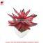 Kazuko Aoki mini succulent plants buy direct from China factory