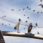Hohe St?rke, Weichheit, leicht zu reinigendes Edelstahl-Glanzdraht-Vogelk?fignetz
