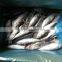 15kgs per carton sea frozen bonito and Auxis thazard