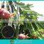Pure natural biomass silicon magnesium fertilizer(RSSC)-Special sugar crop