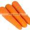 China fresh carrot for sale