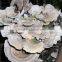 Chinese Professional High Tech Extract Lucidum Ganoderma