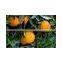 Fresh Citrus fruits, Orange Type