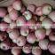 paper bagged qinguan Apple