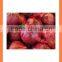 Export china Fresh new crop red and yellow onion