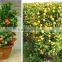 fresh seedless sweet orange tree seedling