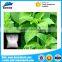 ISO Certified organic grade a stevia