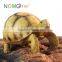 Nomo non-toxic super simulation cute hermann's tortoise model