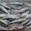 sardine sagax