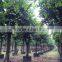 ficus benghalensis