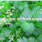 high quality Lovage leaf essential Oil with the reasonable price