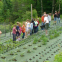Strawberry Fram Ground Control Breathable Permeable Black Woven Ground Cover Protection Weed Mat