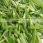 IQF chopped chives, fresh chives 2015