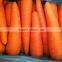 Crispy Carrot Sweet Carrot Wholesale Carrot