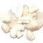 Supply Frozen dried mushroom slice with good quality for sale