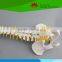 Most popular Medium sized flexible vertebral column with femur heads