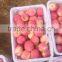 Chinese Red Fuji Apple Suitable for Long Time Shipment