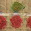 Organic Goji Berries