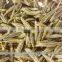 Cumin Sortex and Machine Clean