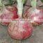 Hybrid onion seeds for growing- Early red preciousness