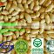Hot sale good taste blanched peanut kernel