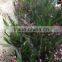 Oncidium hybridum