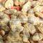 High quality frozen short necked clam meat