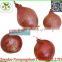 Red dry fresh pearl Onions for sale/Pearl Onions