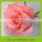 Long steam high quality fresh cut rose flowers wholesale