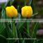 kunming suply 2016 high quality fresh cut yellow tulip plant