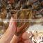 Rough Citrine Stones Quartz Crystal Raw Stones for Carvings