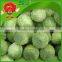 brands iceberg cabbage green cabbage specification of fresh cabbage